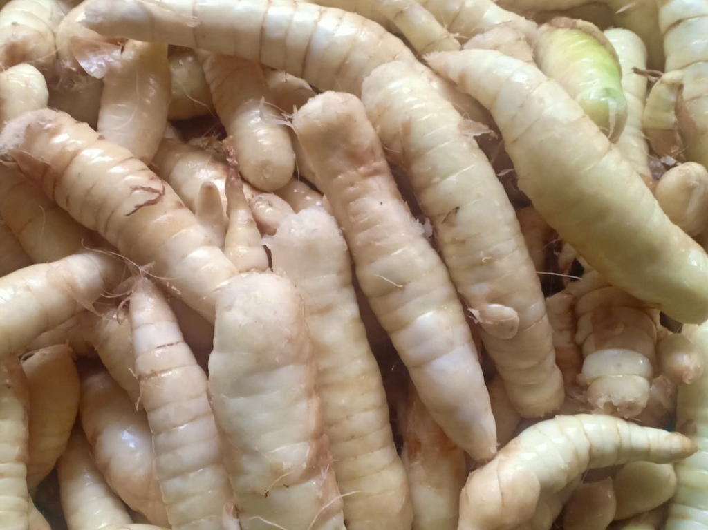 Củ mình tinh (bình tinh) dùng để làm bánh xoài