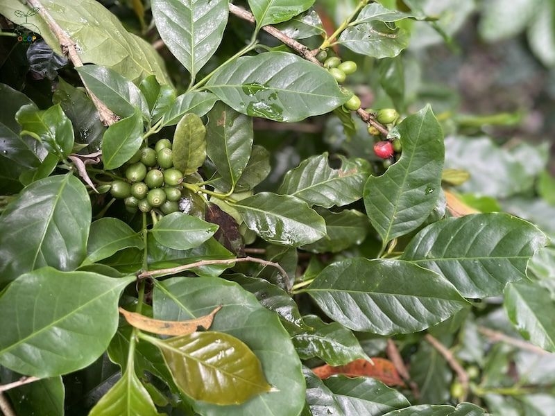 Lá và quả cà phê chè (Arabica)