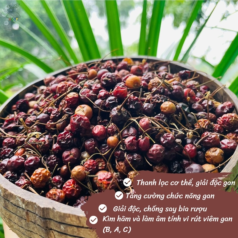 Cây cà gai leo giúp giải độc gan – Bài thuốc dân gian hiệu quả