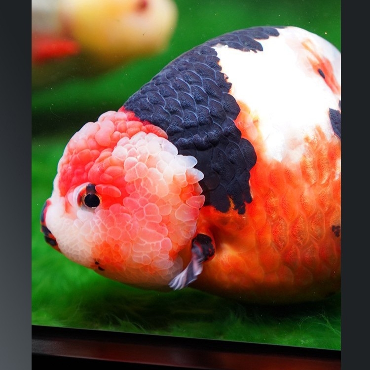 Đèn Rọi Super Color Pro Linlight (100W) - Giải Pháp Tối Ưu Cho Màu Sắc Cá Cảnh