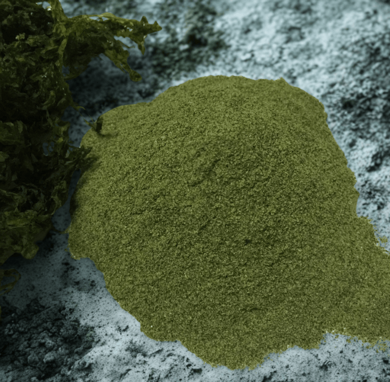 Bột rong biển