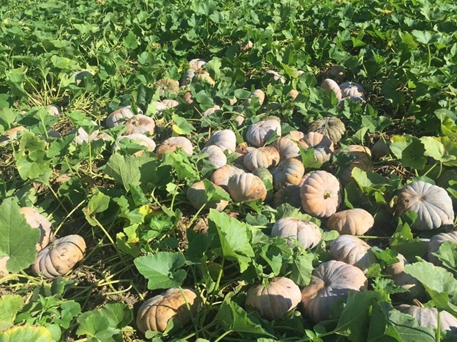 Bí ngô V-Organic
