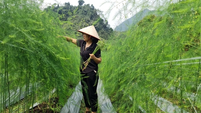 Măng tây