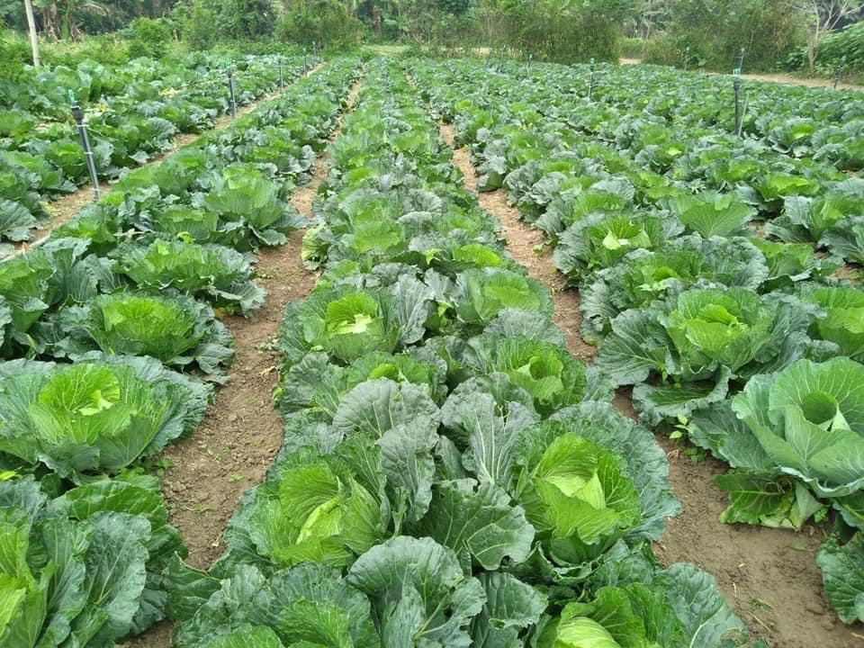 Cải bắp