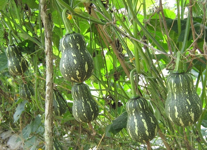 Bí đỏ (Bí hồ lô)