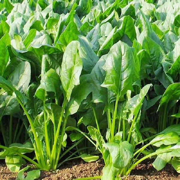 Cải bó xôi