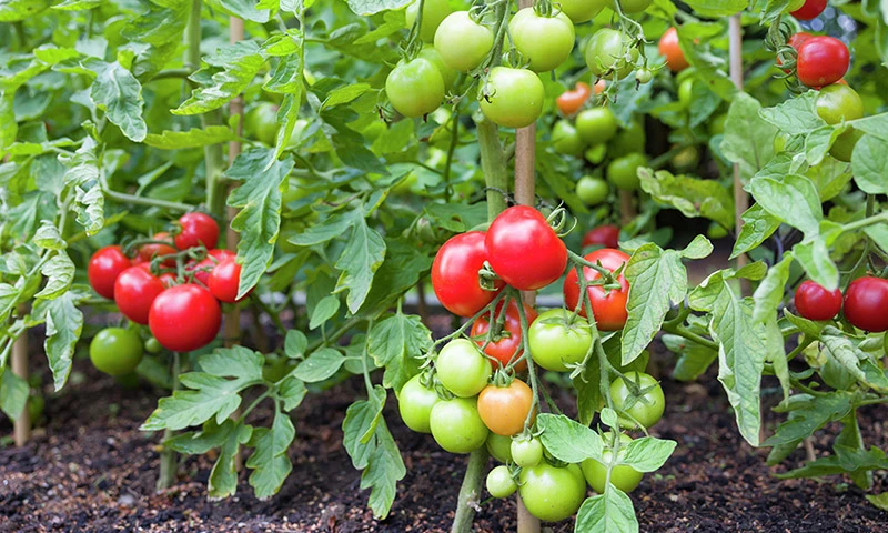 Cà chua (TOMATO)