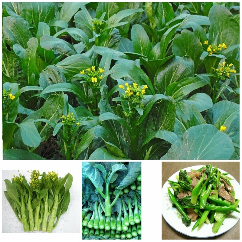 Cải ngồng