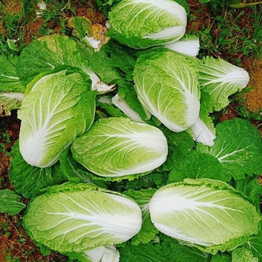 Cải Thảo