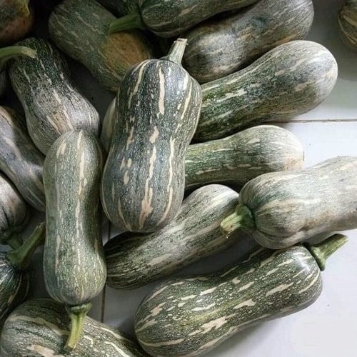Bí đỏ (Bí hồ lô)