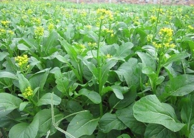 Cải ngồng