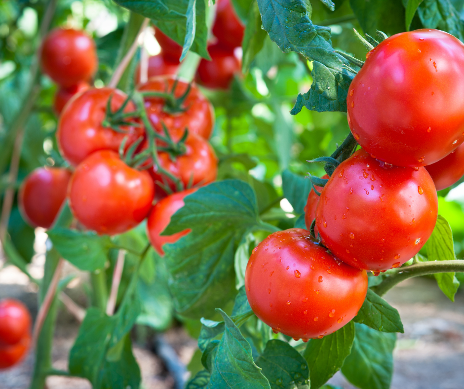 Cà chua (TOMATO)