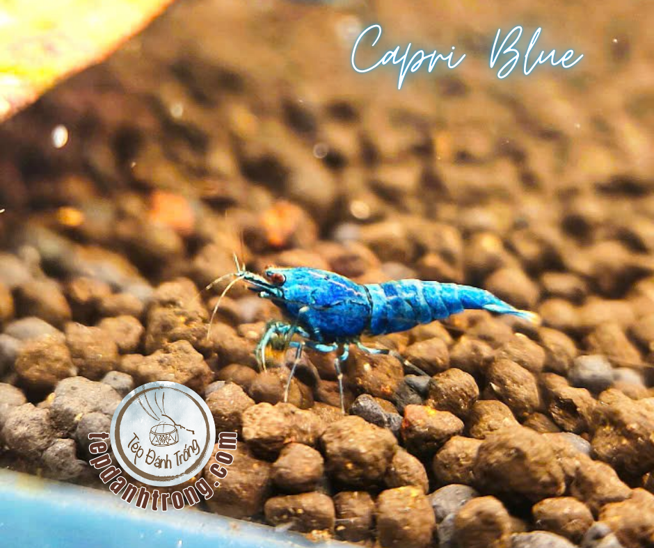 Capri Blue - Hạng Cao