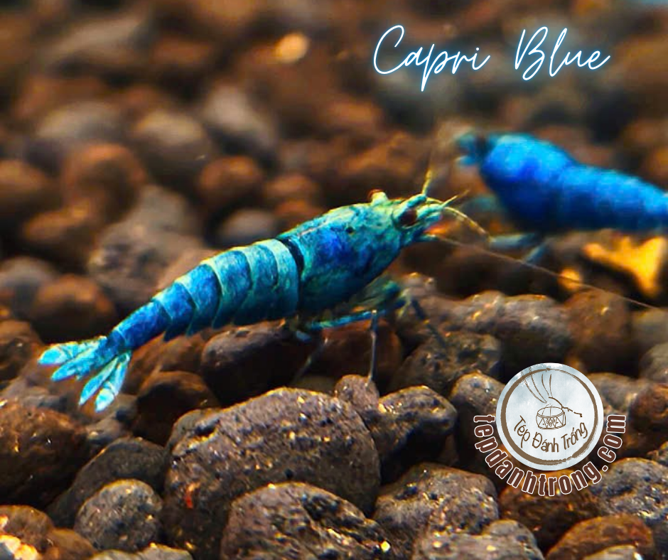 Capri Blue - Hạng Cao