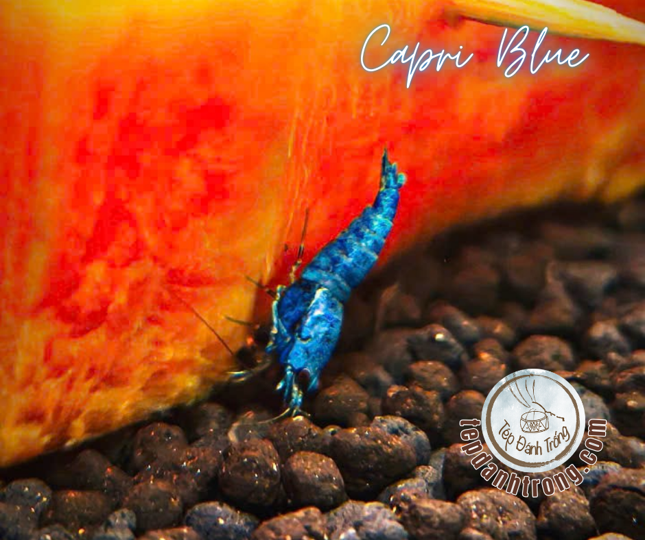 Capri Blue - Hạng Cao