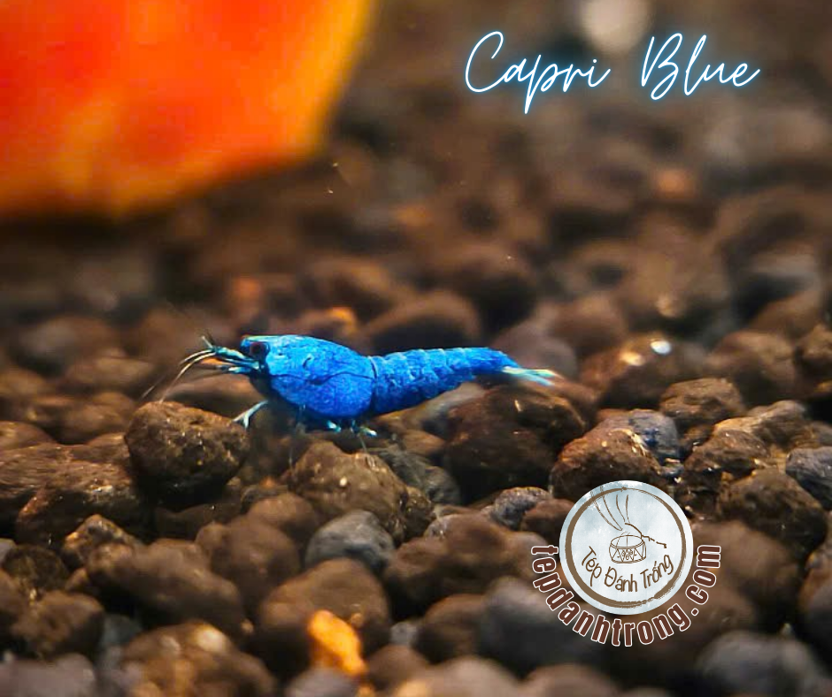 Capri Blue - Hạng Cao