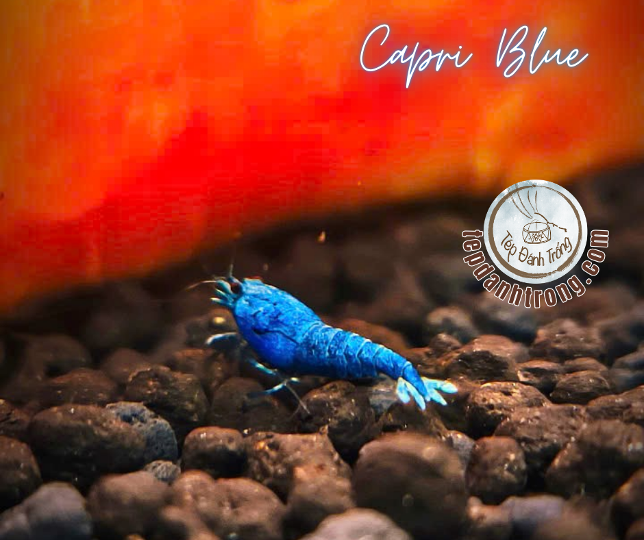 Capri Blue - Hạng Cao
