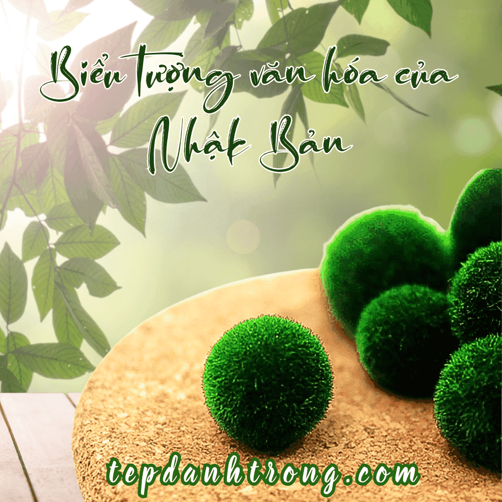 Tảo Cầu Marimo - Size 2 năm tuổi -Biểu tượng hạnh phúc từ Nhật Bản - phù hợp tranh trí bể tép, cá cảnh, bàn làm việc