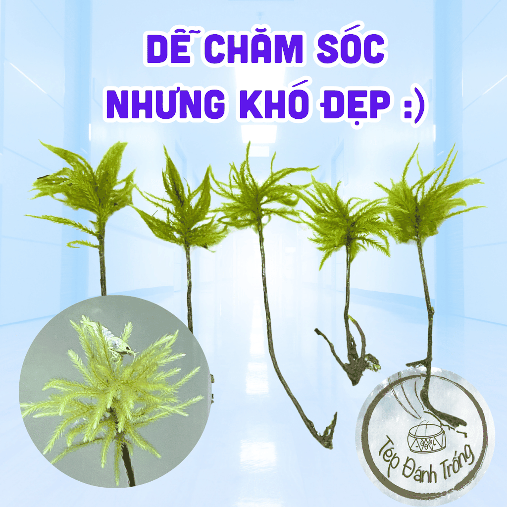 Rêu Dừa Cọ (cây Nam Tài Nữ Tú) - Trang trí bể tép cảnh, thủy sinh với phong cách độc lạ