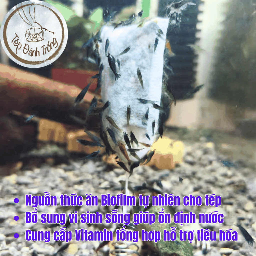 Túi Vi Sinh - Cung Cấp Biofilm dinh dưỡng tự nhiên cho tép cảnh