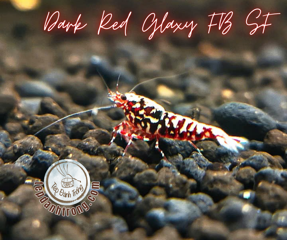 Dark Red Galaxy Fishbone Snowflake - Hạng Cao