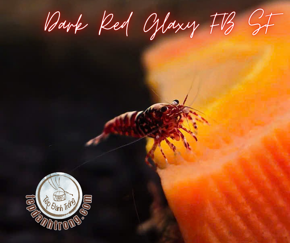 Dark Red Galaxy Fishbone Snowflake - Hạng Cao