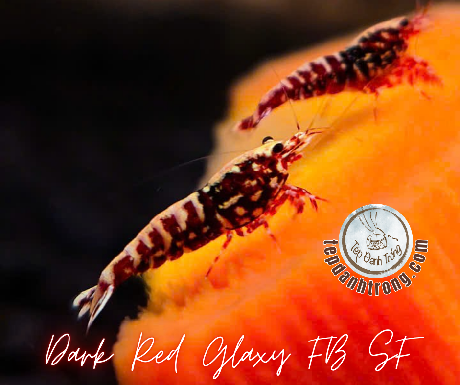 Dark Red Galaxy Fishbone Snowflake - Hạng Cao