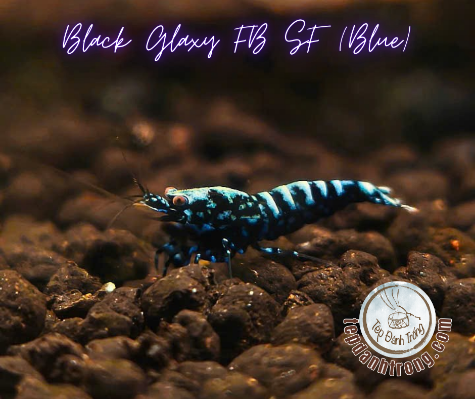 Black Galaxy - Blue Patern (Fishbone Snowflake) - Hạng Cao