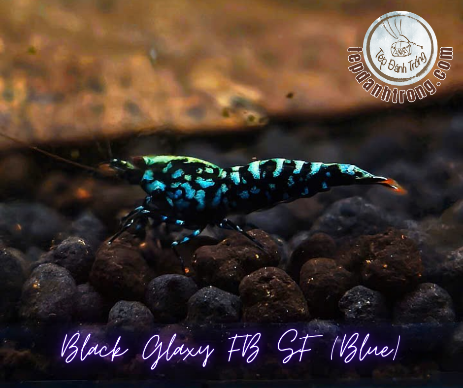 Black Galaxy - Blue Patern (Fishbone Snowflake) - Hạng Cao