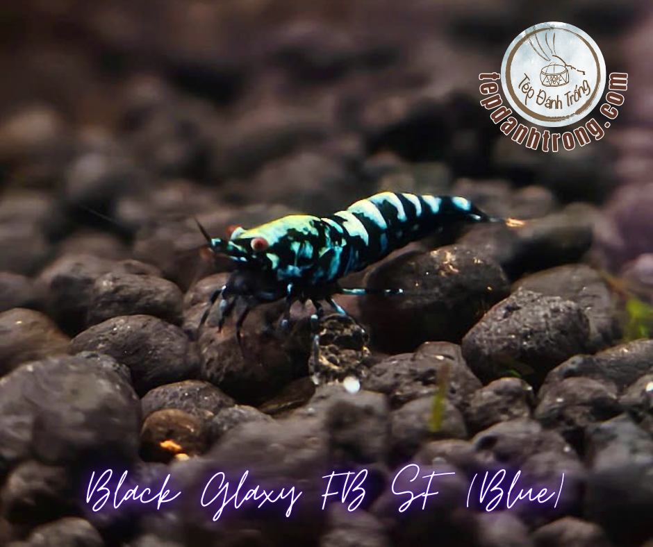 Black Galaxy - Blue Patern (Fishbone Snowflake) - Hạng Cao