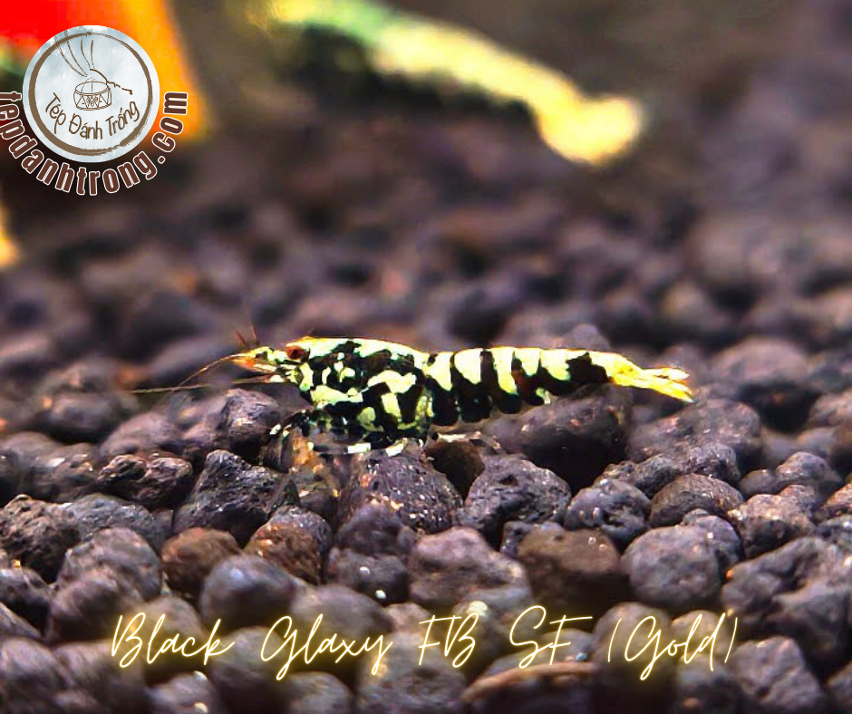 Black Galaxy - Gold Patern (Fishbone Snowflake) - Hạng Cao