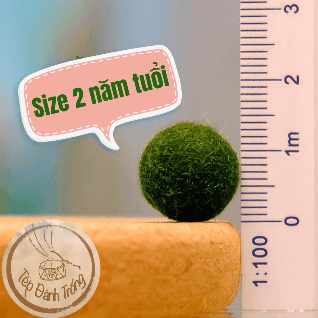 Tảo Cầu Marimo - Size 2 năm tuổi -Biểu tượng hạnh phúc từ Nhật Bản - phù hợp tranh trí bể tép, cá cảnh, bàn làm việc