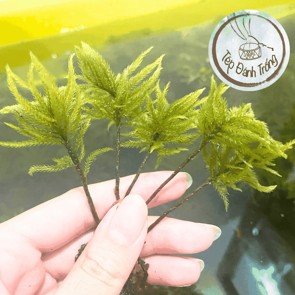Rêu Dừa Cọ (cây Nam Tài Nữ Tú) - Trang trí bể tép cảnh, thủy sinh với phong cách độc lạ
