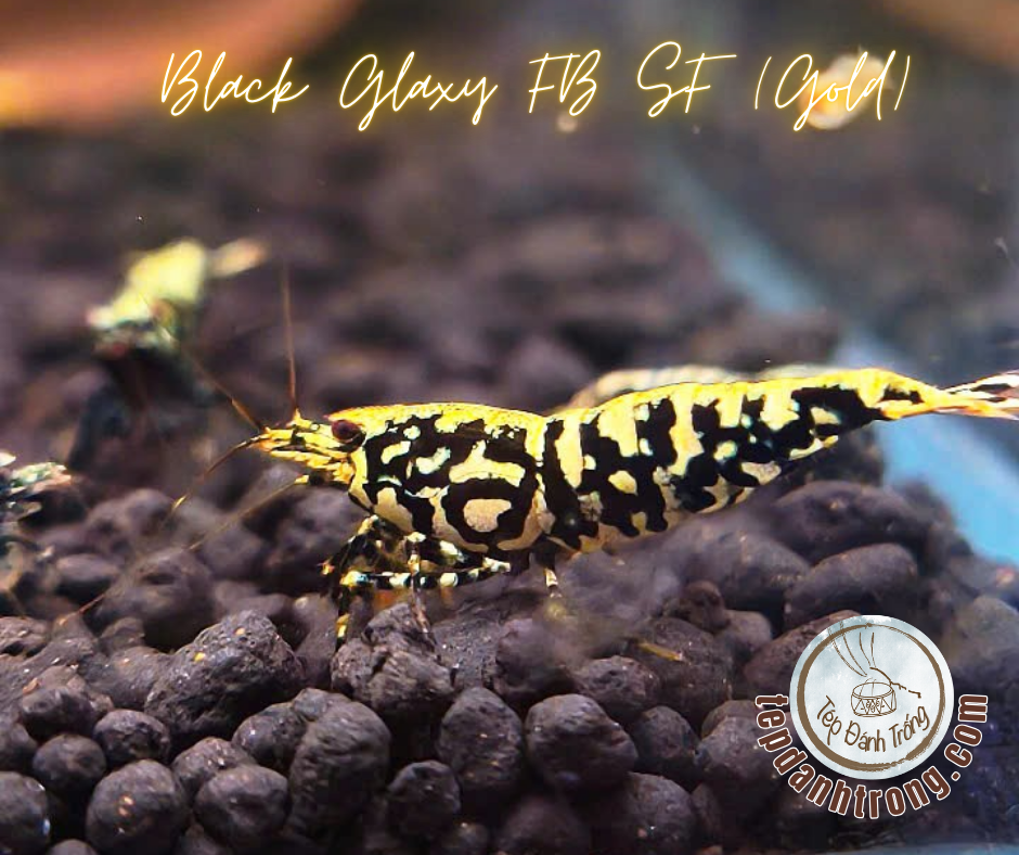 Black Galaxy - Gold Patern (Fishbone Snowflake) - Hạng Cao