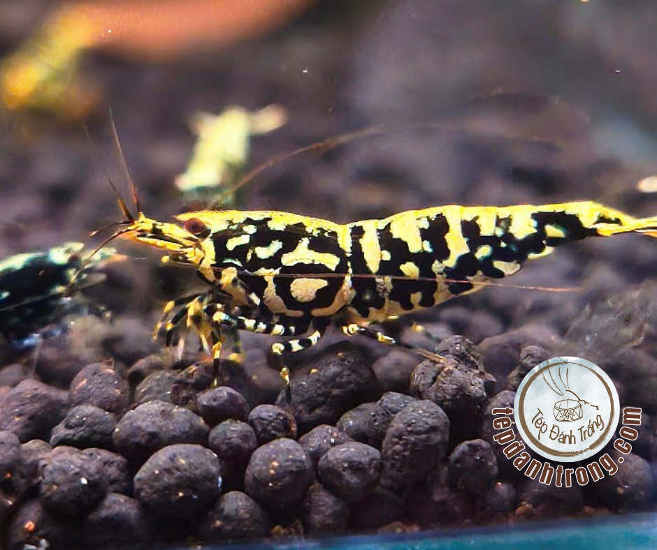 Black Galaxy - Gold Patern (Fishbone Snowflake) - Hạng Cao