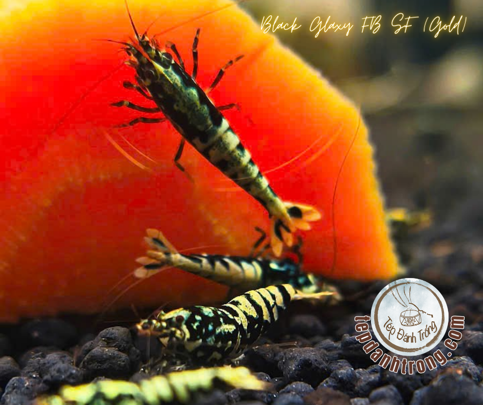 Black Galaxy - Gold Patern (Fishbone Snowflake) - Hạng Cao