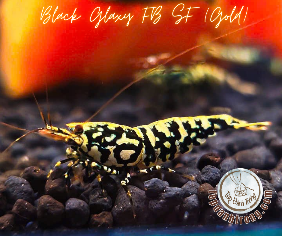 Black Galaxy - Gold Patern (Fishbone Snowflake) - Hạng Cao