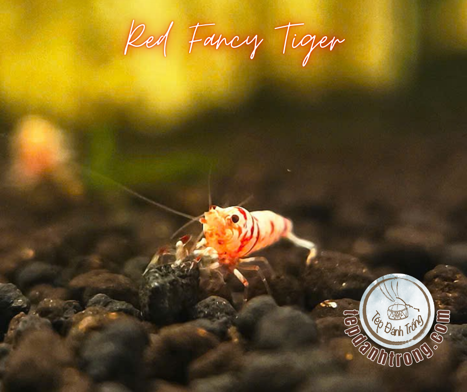 Red Fancy Tiger