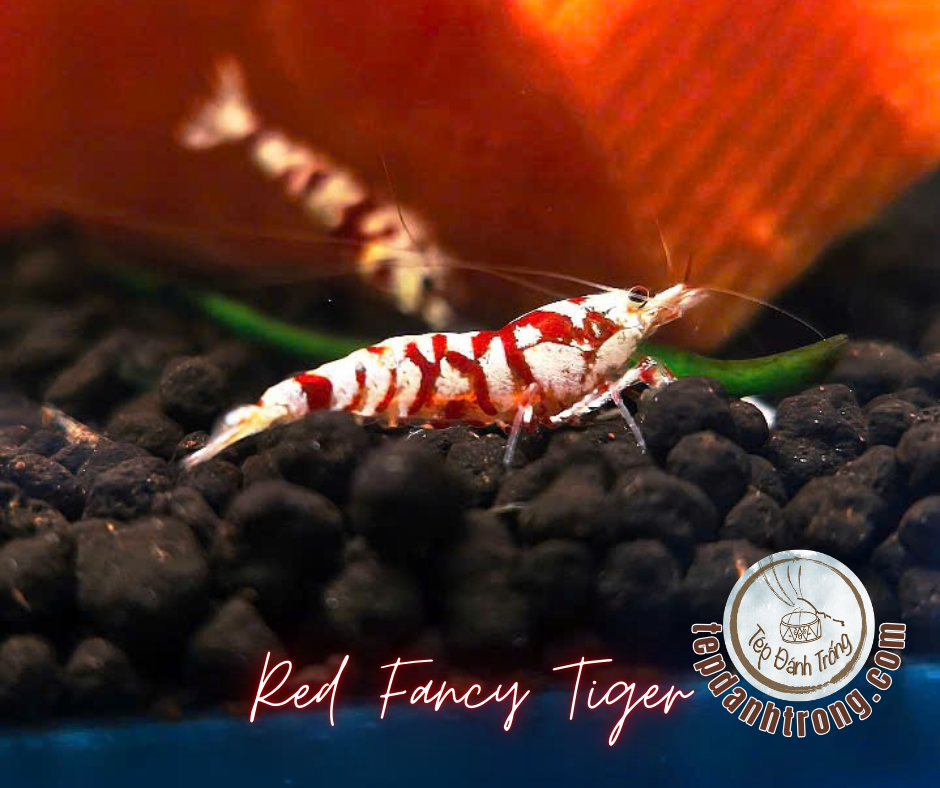Red Fancy Tiger