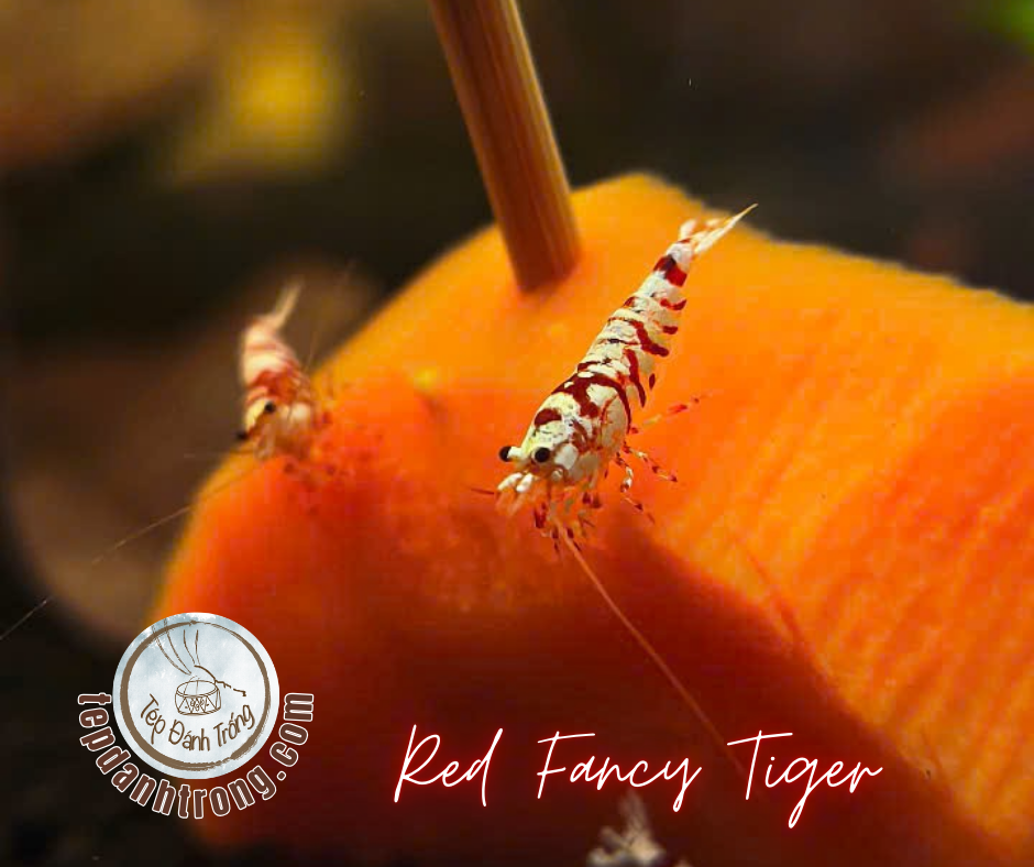 Red Fancy Tiger