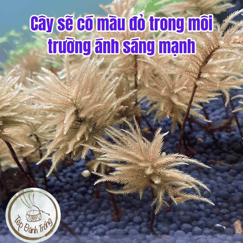 Rêu Dừa Cọ (cây Nam Tài Nữ Tú) - Trang trí bể tép cảnh, thủy sinh với phong cách độc lạ