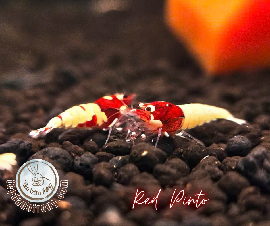 Red Pinto (Spotted Head)