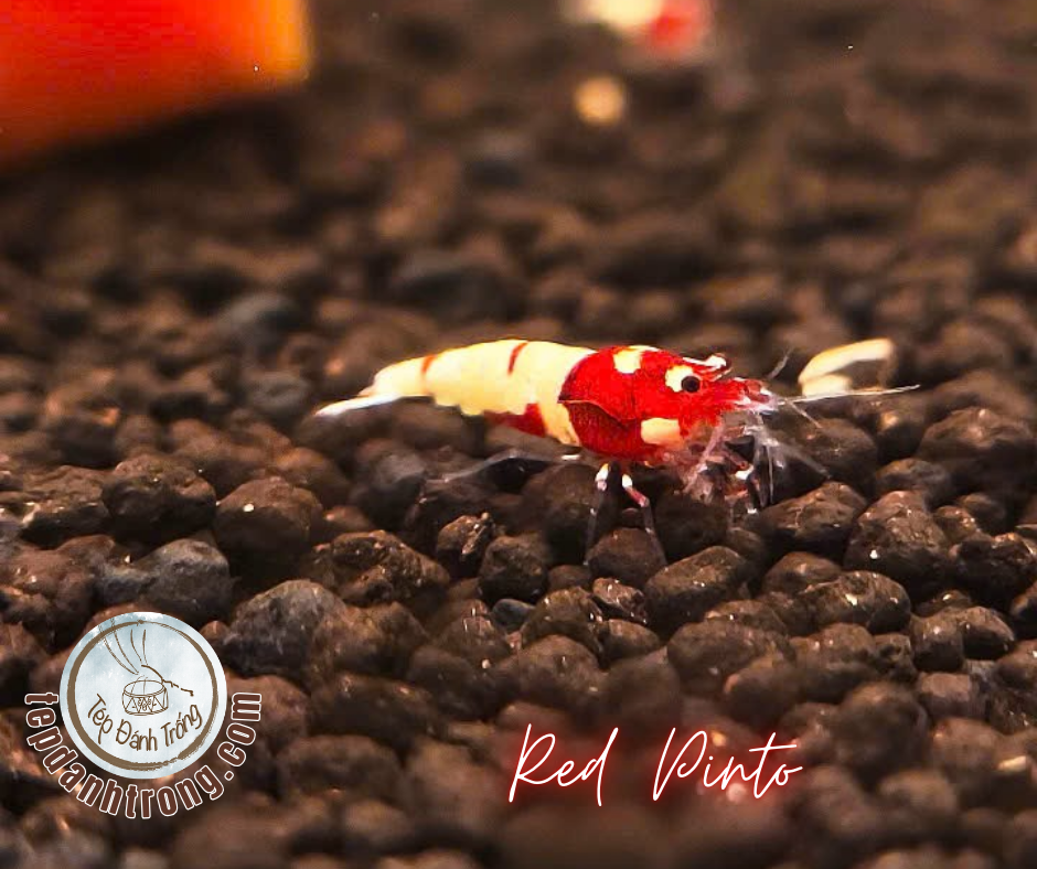 Red Pinto (Spotted Head)