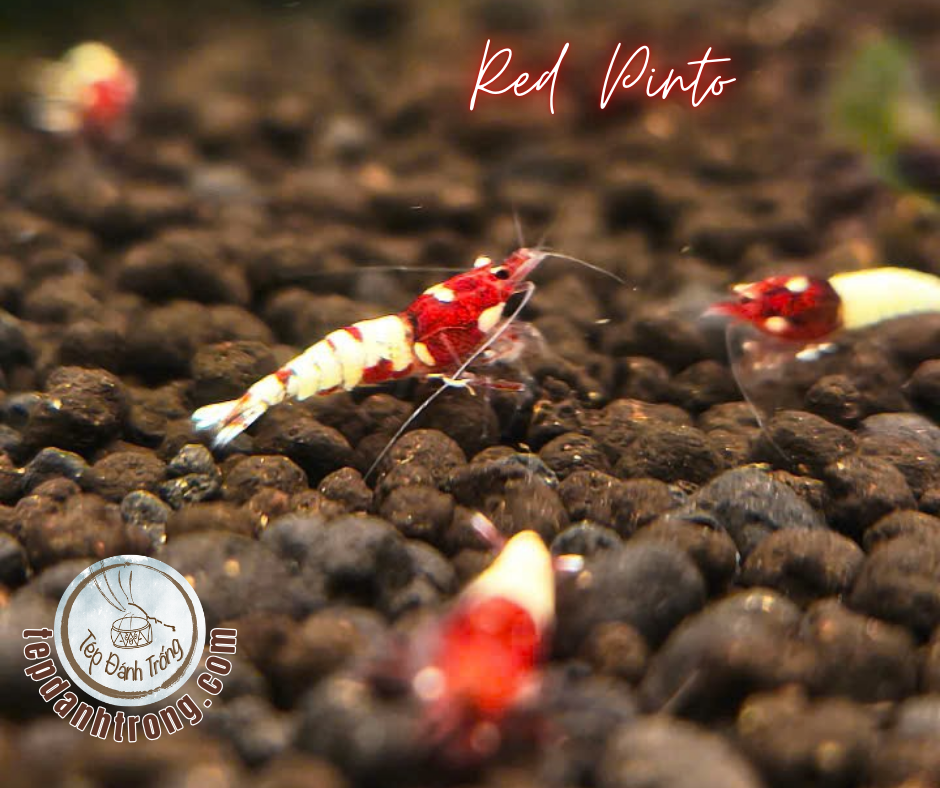 Red Pinto (Spotted Head)