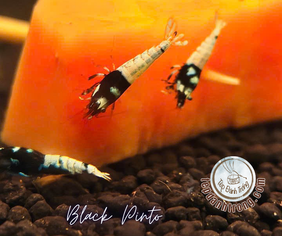 Black Pinto (Spotted Head)