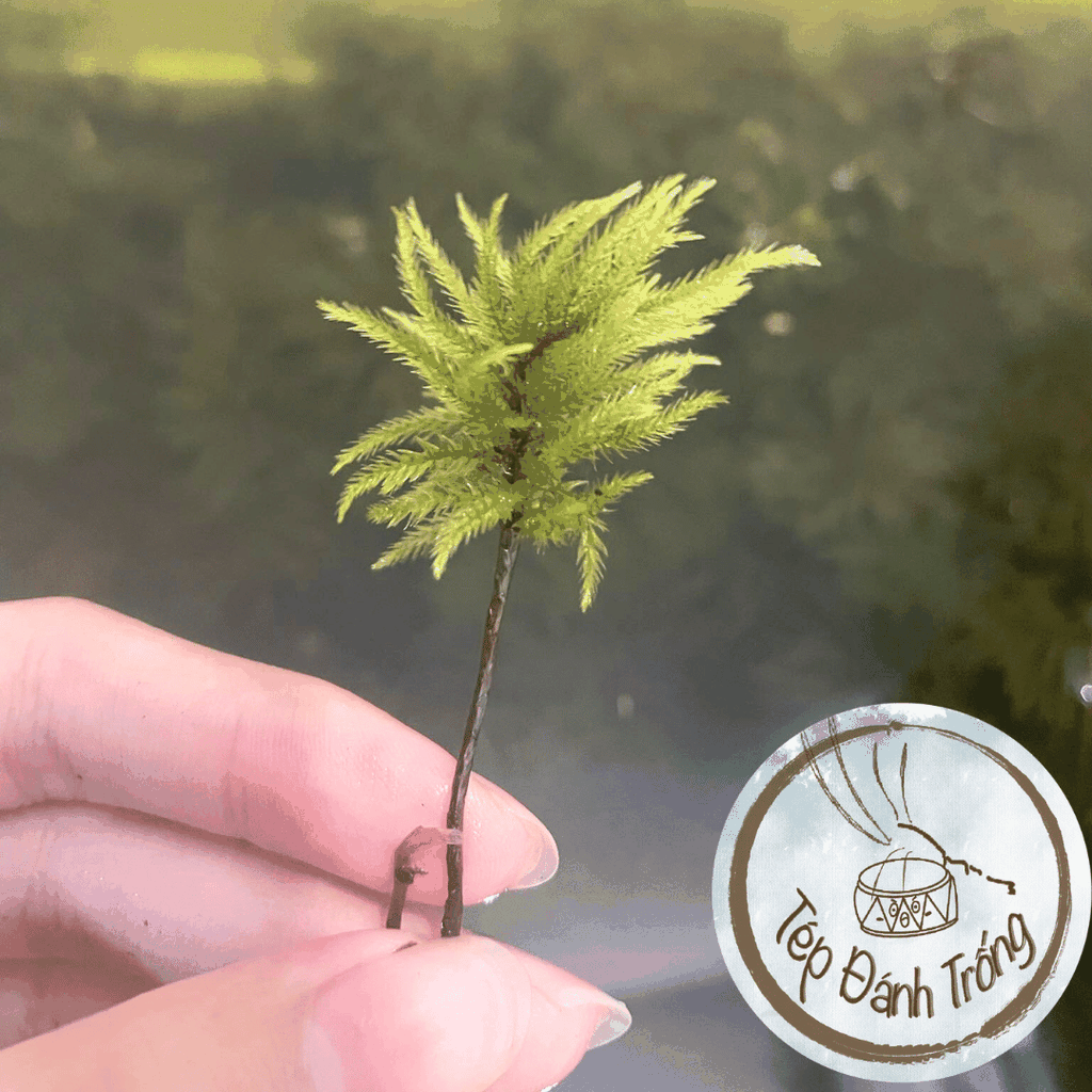 Rêu Dừa Cọ (cây Nam Tài Nữ Tú) - Trang trí bể tép cảnh, thủy sinh với phong cách độc lạ