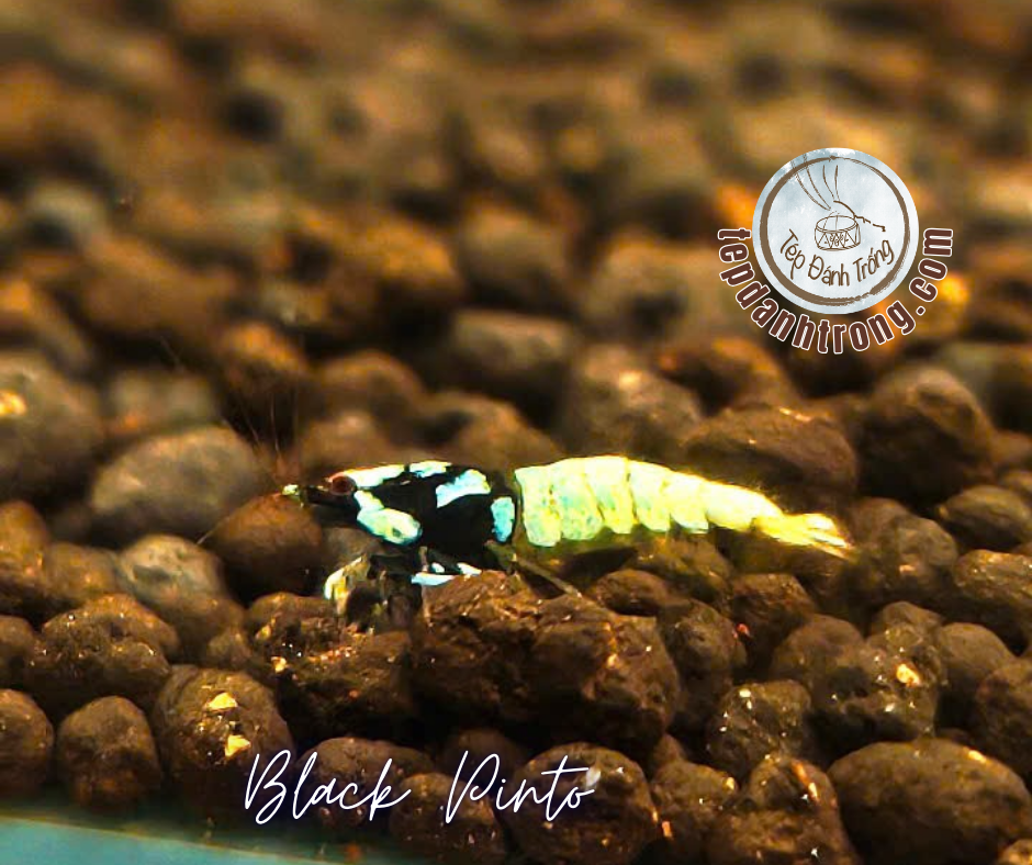 Black Pinto (Spotted Head)