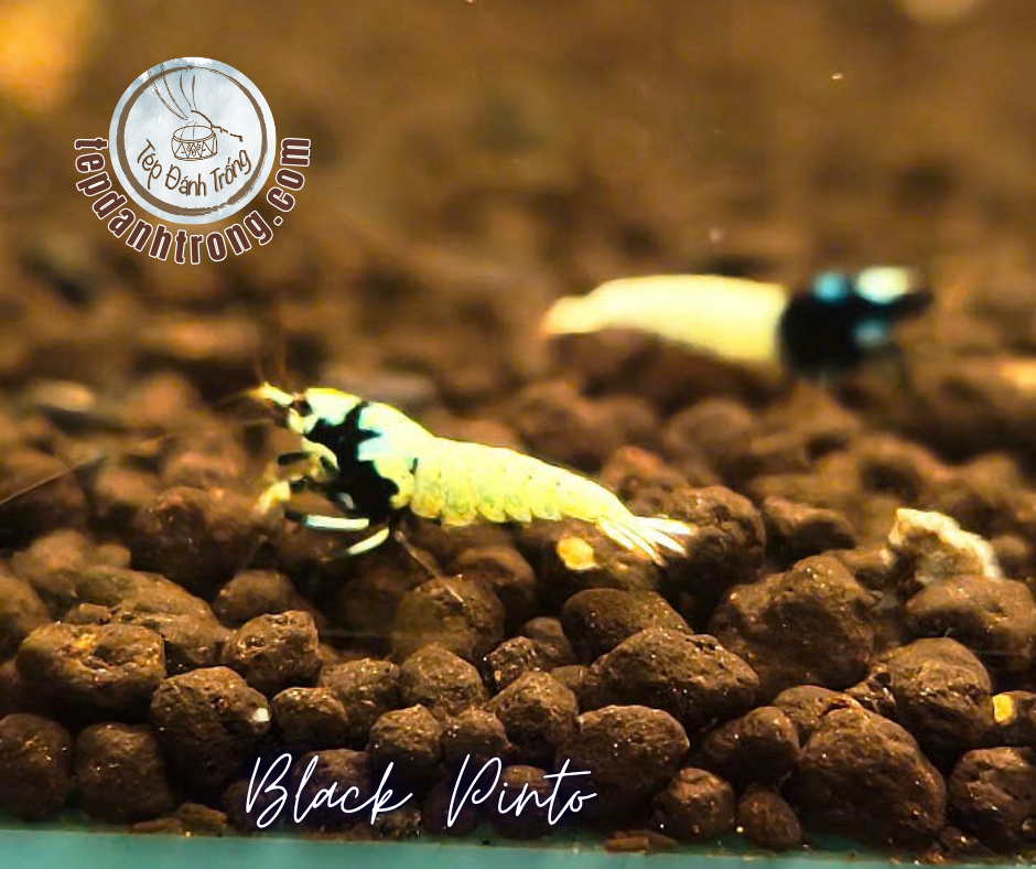 Black Pinto (Spotted Head)