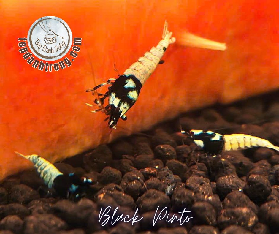 Black Pinto (Spotted Head)