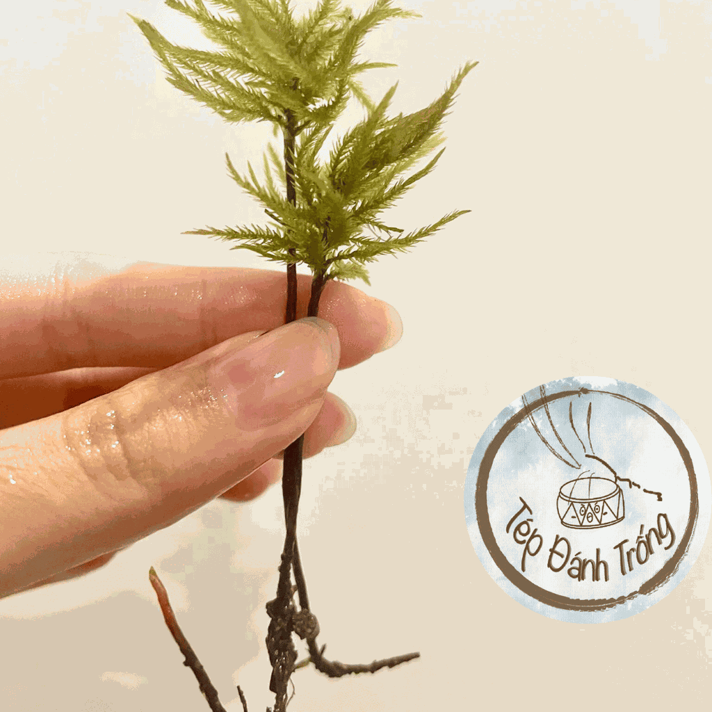 Rêu Dừa Cọ (cây Nam Tài Nữ Tú) - Trang trí bể tép cảnh, thủy sinh với phong cách độc lạ